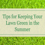 Tips for making the lawn grass green in warm weather