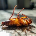 roach control in Phoenix