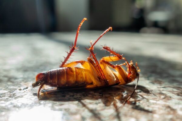 roach control in Phoenix