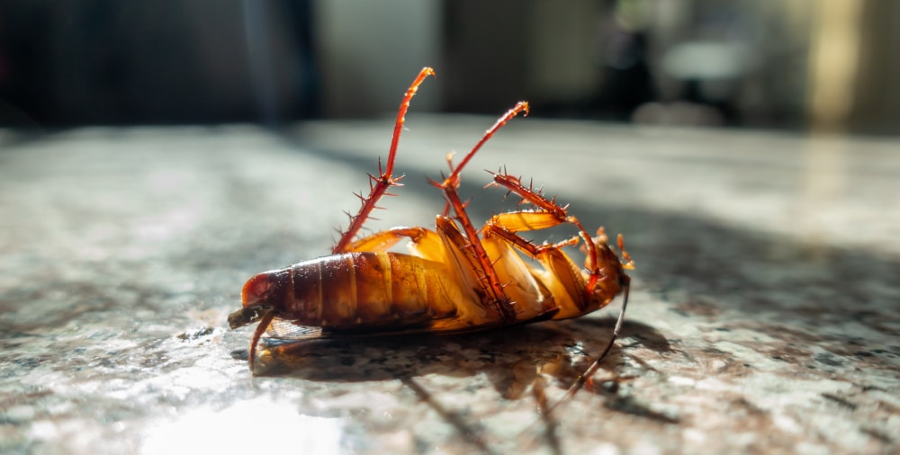 roach control in Phoenix
